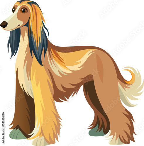 Afghan Hound vector 