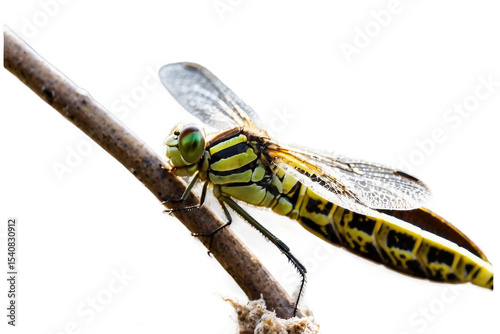 Vibrant Dragonfly Resting on a Twig, Close-Up on Transparent PNG Image