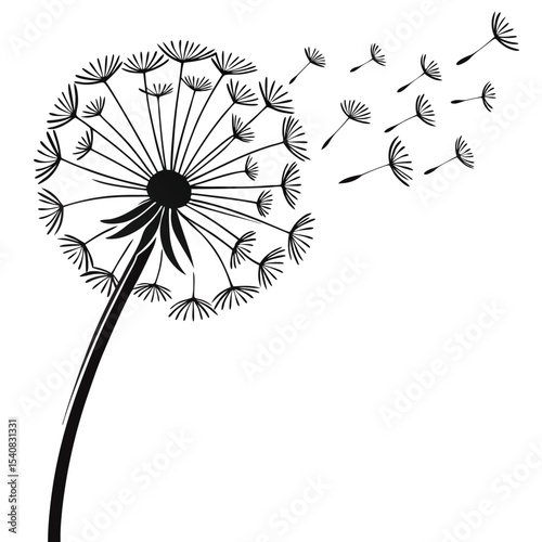 Black dandelion silhouette releases seeds which float on a white wind background