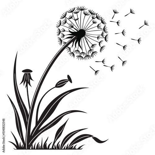 Black dandelion with seeds blowing in the wind stands gracefully among plants silhouette