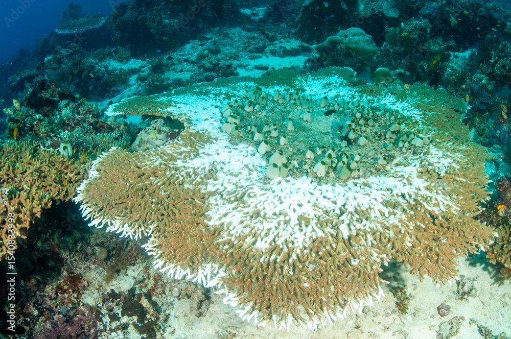 Fototapeta premium Bleaching stag horn table coral is dying slowly. Dead part have already been covered by algae. Raja Ampat Indonesia.