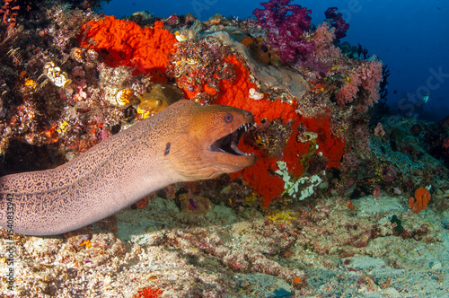 Giant Moray Eel, Gymnothorax javanicus. Raja Ampat, Indonesia