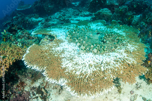 Bleaching stag horn table coral is dying slowly. Dead part have already been covered by algae. Raja Ampat Indonesia.