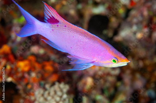Male purple queen anthias, Pseudanthias tuka, Raja Ampat Indonesia