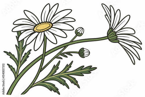 Two blooming daisy flowers with green stem and leaves are viewed against white