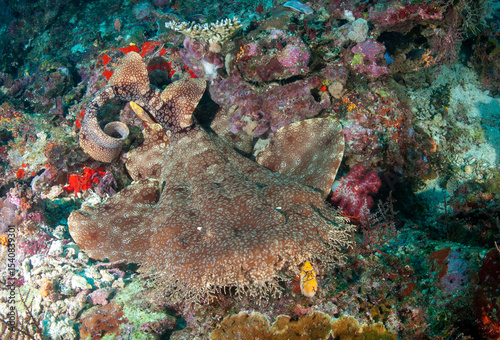 Tassled wobbegong, Eucrossorhinus dasypogon, Raja Ampat West Papua Indonesia