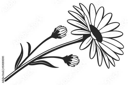 One outlined daisy bloom displays alongside two buds in a minimalist botanical drawing
