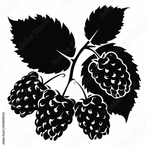Black and White Illustration of Blackberry Branch with Leaves and Thorns Graphic