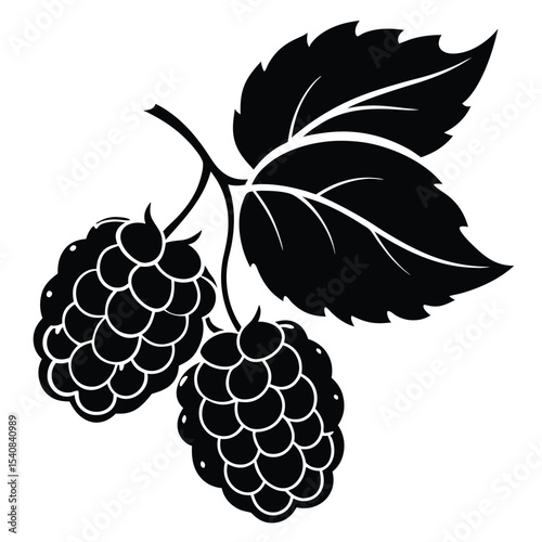 Stylized Blackberries with Leaves Illustration, Minimalist Fruit Design, Botanical Drawing