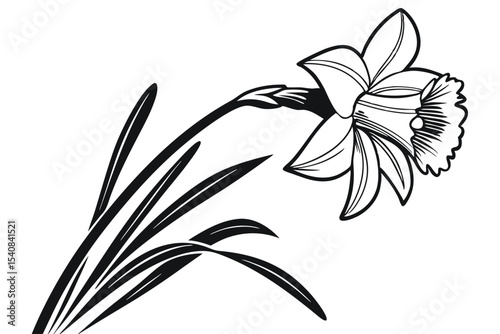 Single daffodil flower blooms with sleek black outlines against a simple white backdrop