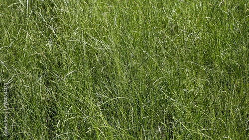 Many different types of grass grow in the meadow.