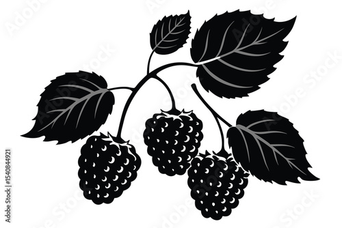 Elegant Blackberry Branch with Leaves Vector Illustration, Simple and Sophisticated Design