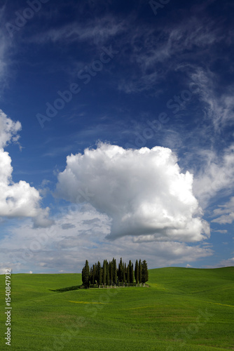 A grove of cypress trees on green hills, near San Quirico d`Orcia, Val d'Orcia, Tuscany, Italy