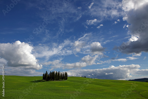 A grove of cypress trees on green hills, near San Quirico d`Orcia, Val d'Orcia, Tuscany, Italy