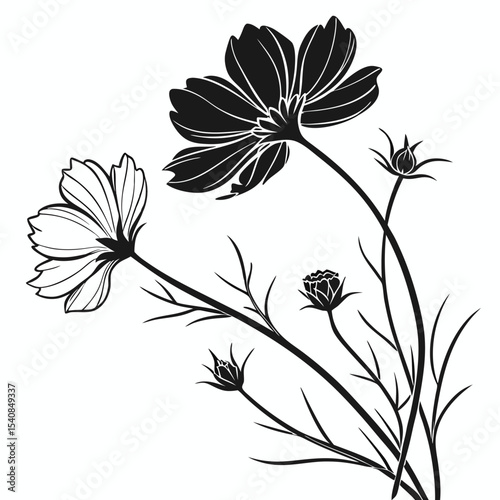 Silhouette Cosmos blooms elegantly upward showcasing monochrome petals against a clean, bright background