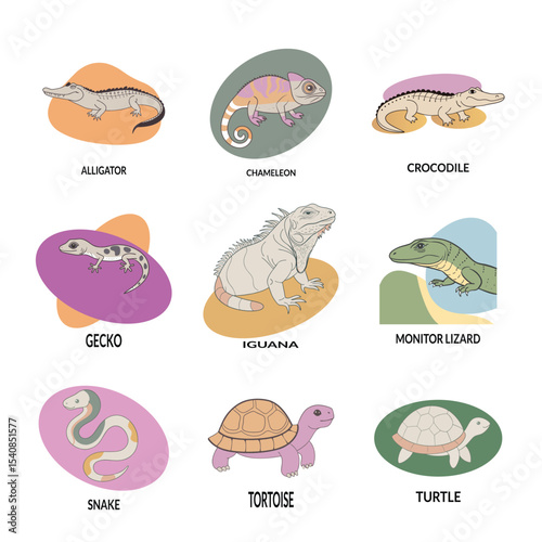 Reptile animal 9 set vector illustration collection