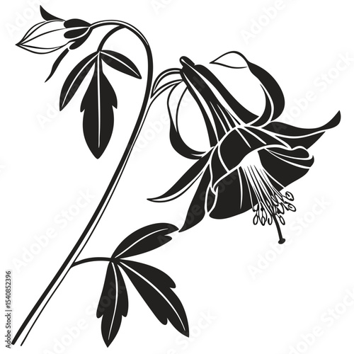 Detailed aquilegia flower stem exhibits elegant curves and delicate details on white background