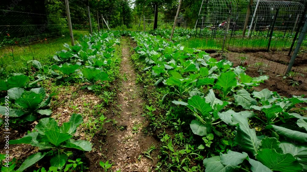 Two garden beds of organic white cabbages growing in sandy soil while moving camera down into the trench Two garden beds of organic white cabbages growing in sandy soil while moving camera down into the trench