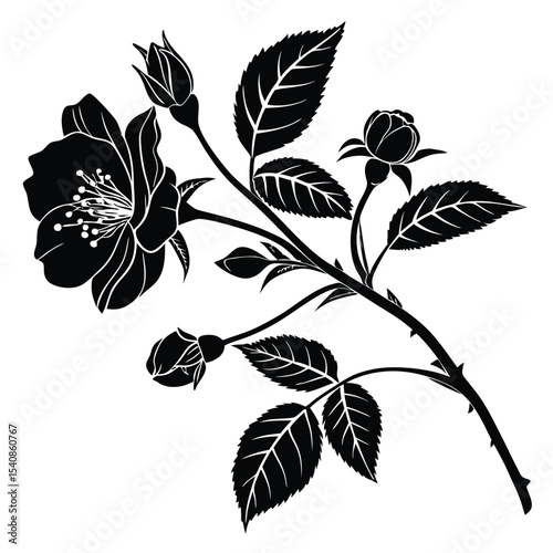 A graceful black rose stem with buds and leaves showcases elegant silhouette