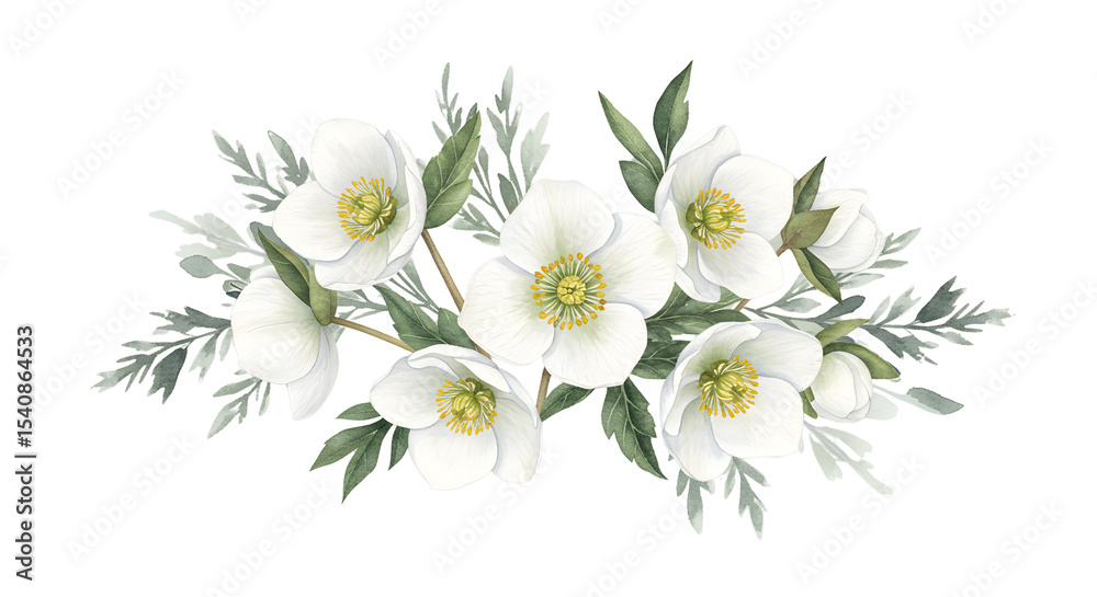 White Hellebore Flower Bouquet on Transparent Background White Hellebore Flower Bouquet on Transparent Background