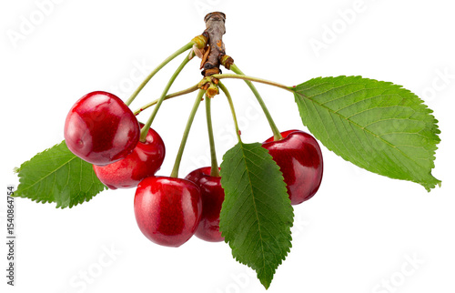 sweet cherries with leaves isolated on a white background