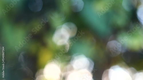 Forest Bokeh: Vintage Lens With Beautiful Image, Shot Handheld