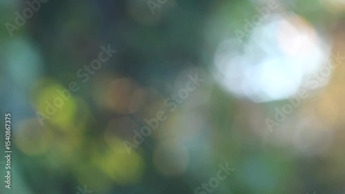 Forest Bokeh: Vintage Lens With Beautiful Image, Shot Handheld