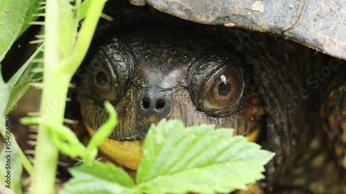 turtle in the grass