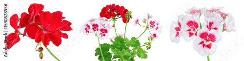Photos Red flowers of geranium isolated on white background.