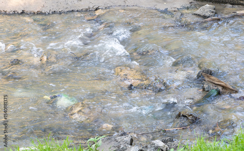 The water in the stream is dirty, with plastic bottles and wood floating on it
