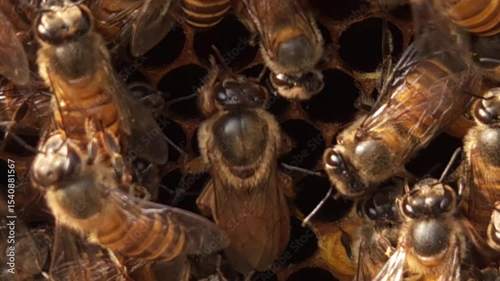 Indian honey bee (Apis cerana indica) colony thrives inside the beehive, macro footage of busy bees working with queen bee in harmony—collecting nectar and pollen from flowers