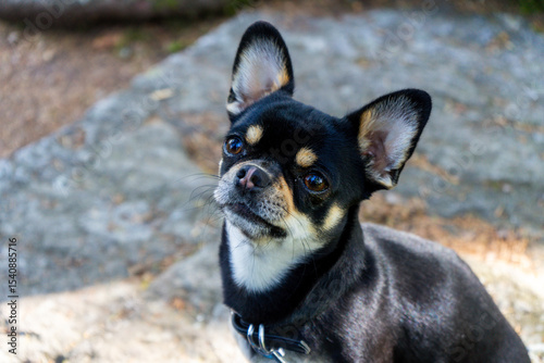 Portrait of Diego the Chihhuahua on a Hiking Tour in the bavrian Forests Germany