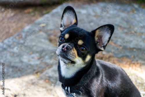Portrait of Diego the Chihhuahua on a Hiking Tour in the bavrian Forests Germany