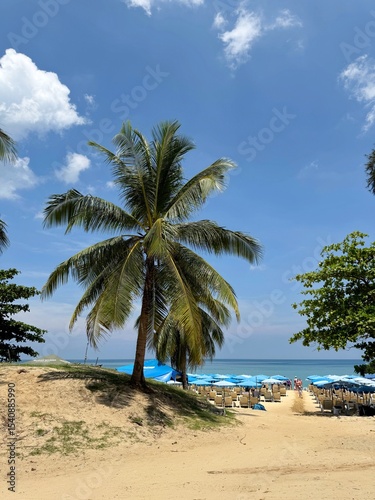 Scenic Palm Tree on Karon Beach, Phuket, Thailand
