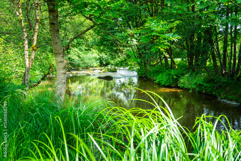 Obraz premium Hiking along the Mitternacher Ohe Stream in the bavarian Forests in Germany