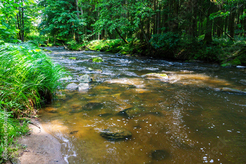 Wallpaper Mural Hiking along the Mitternacher Ohe Stream in the bavarian Forests in Germany Torontodigital.ca