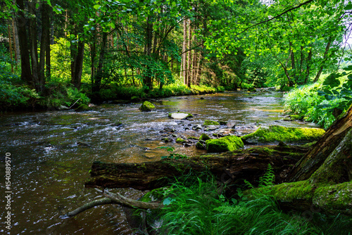 Hiking along the Mitternacher Ohe Stream in the bavarian Forests in Germany