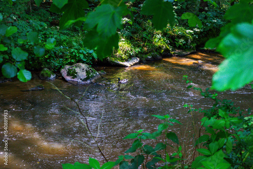 Hiking along the Mitternacher Ohe Stream in the bavarian Forests in Germany
