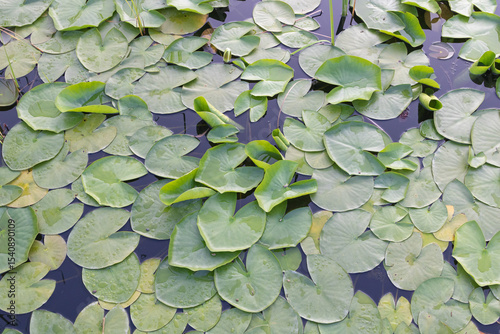 Lily pads floating on the water surface Water lilies in natural green colors with leaves and flowers growing around