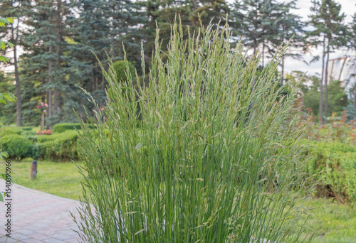 A tall grass plant with long leaves, growing in the park of an apartment complex near pine trees and bushes