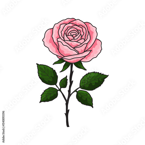 single rose flower isolated background