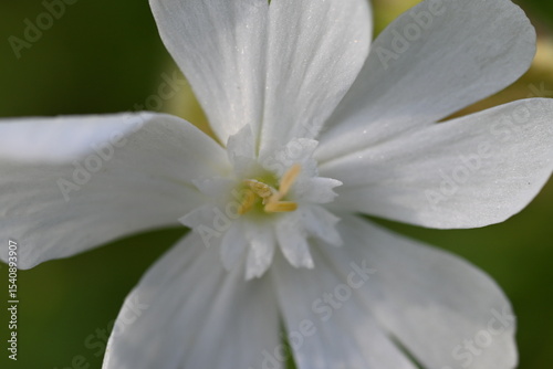 
broadleaf silene macro
