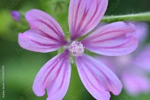 large purple