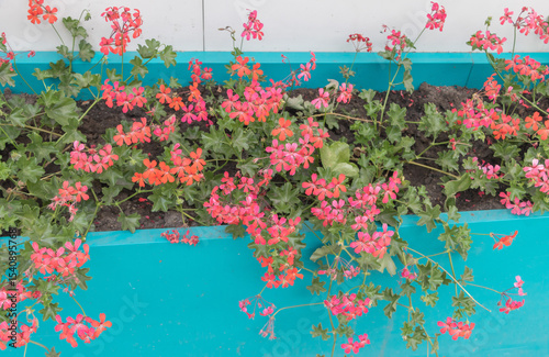 An outdoor flower box filled with vibrant pink geraniums, shot from above