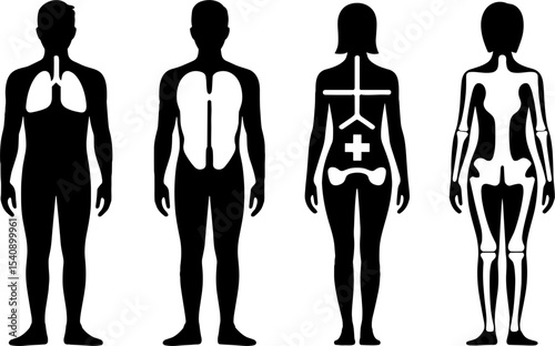 Human Body Anatomy Internal Organs Skeleton Male Female Medical Concept