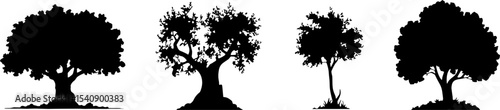 Silhouette Mature Olive Trees Nature Landscape Collection