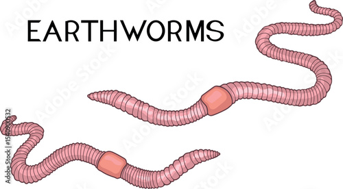 Pink earthworms with clitellums isolated on white background