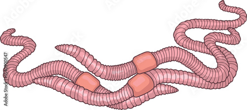Group of pink earthworms with clitellums isolated on white background