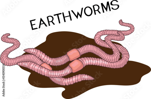Group of pink earthworms with clitellums isolated on white background