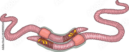 Diagram of mating process of earthworms. Scheme of earthworm copulation with elements of the internal structure of the reproductive system for biology lesson